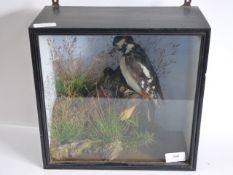 Stuffed Greater Spotted Woodpecker