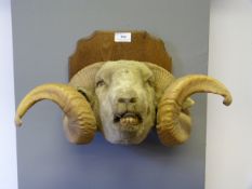 Rams Head Mounted on Plaque