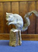 Taxidermy Subject of a Gray Squirrel