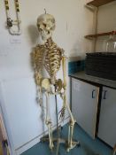 *Model of a Human Skeleton