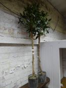 Two Imitation Standard Bay Trees