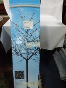 *LED BLOSSOM TREE 7FT