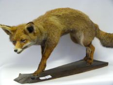 Taxidermy Study of a Fox