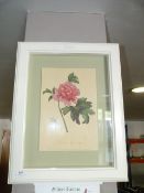 Framed Print of a Flower