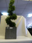 *SPIRAL TOPIARY IN PLANTER