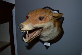 Wall Mounted Fox Head