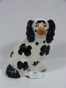 Staffordshire Spaniel Dog