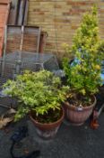 Azalea Plant in Terracotta Pot and Another Potted Plant