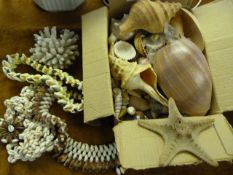 Collection of Sea Shells