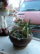 Stone Planter Containing Orchids