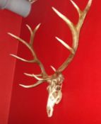 1 x Trophy Deer Skull Wall - Art Decoration - New / Unsuesd Stock - Very Realistic Faux Reproduction