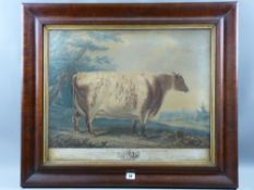 After BENJAMIN GALE of Hull coloured engraving - 'The Driffield Cow' with measurement details