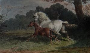THEODORE FORT watercolour - study of a prancing white horse and foal, signed, 20 x 33cms