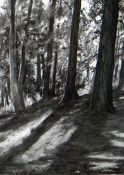 SUSAN DALLADAY charcoal on paper - woodland scene, entitled verso ‘Tall Trees and Evening Sun’,