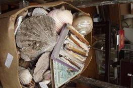 Assorted seashells