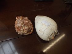 Two sea shells