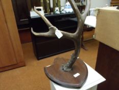 Shield mounted antler