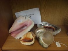 Collection of shells