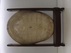 19th century blonde turtle shell displayed on a la
