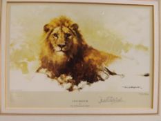 David Shepard lion print limited edition signed in