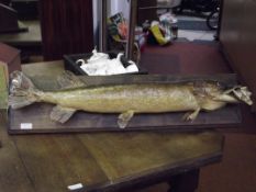 Large taxidermy study of a pike, on an oak mount