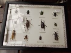Shadow box containing twelve beetle specimens