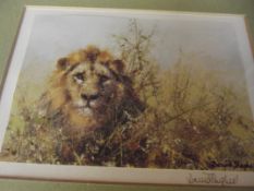 Postcard size David Shepherd print depicting a lio