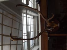 Mounted stag horns