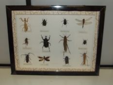 Mounted and cased entomologist specimens