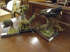 Three taxidermy studies of birds