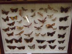 Butterfly collection