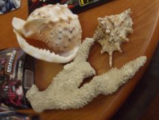 Sea shells and corals