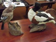 2 pieces of taxidermy