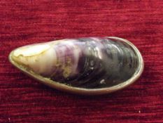 Copper and mussel shell snuff box, crack to shell
