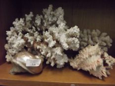 White coral and seashells