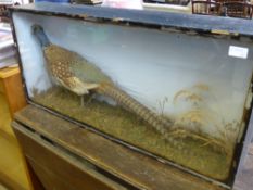 A Taxidermy Pheasant, in the original glass case.