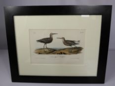 Four Lithograph Prints Depicting Sea Birds, including Long Legged Sand Piper, Horn Billed Guillemot,