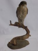 A Vintage Taxidermy Young Male Sparrow Hawk.