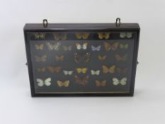 A Framed Collection of British Butterflies, twenty-five in total.