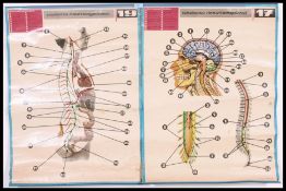 A vintage / retro 1970's Spanish  school pull down / roll up poster of the human anatomy Nervous