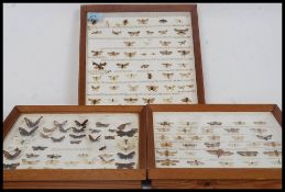 A collection of three framed, glazed and mounted taxidermy moths, dating from the 1970's.