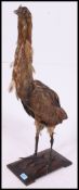 An antique late 19th / early 20th century taxidermy example of a Bitterne bird,