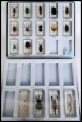 A collection of acryllic cased large bugs in display cases.