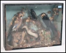 An early 20th century Taxidermy study of birds to include a  Jay, Starling,