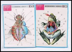 A vintage / retro 1970's Spanish  school pull down / roll up poster of the anatomy of a frog ( Rana