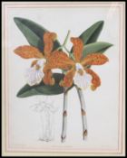A 20th century Botanical framed and glazed print of flower ( see illustrations )