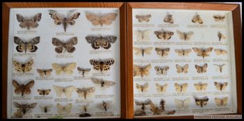 A collection of two framed, glazed and mounted taxidermy moths,