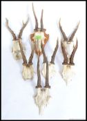 A collection of taxidermy skulls,