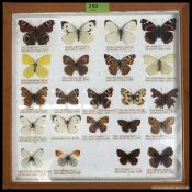 A collection of taxidermy British Butterflies, dating from the second part of the 20th century.
