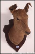 A large 20th century mounted taxidermy Deers head set to an armorial plinth back